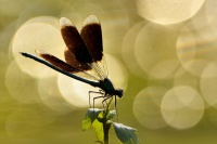 Motylice leskla - Calopteryx splendens - Banded Demoiselle 2573